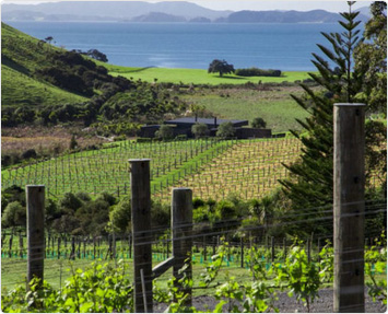 The-Landing-Vineyard